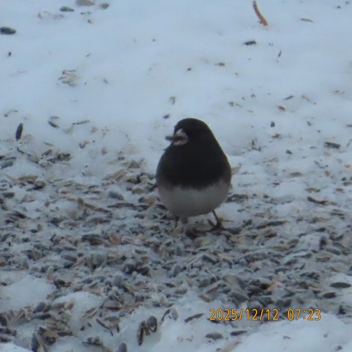 Dark-eyed Junco (Slate-colored) - ML646949501