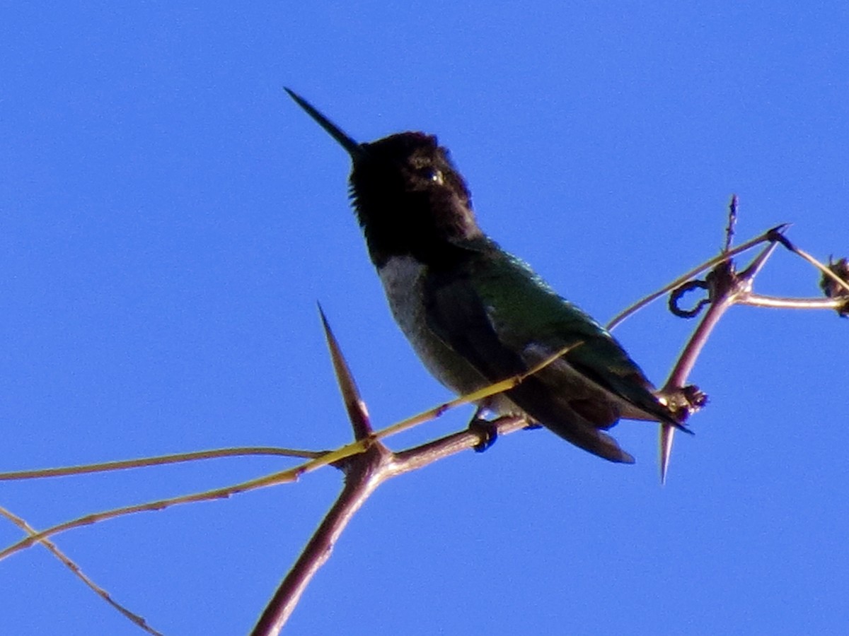 rødmaskekolibri - ML646949502