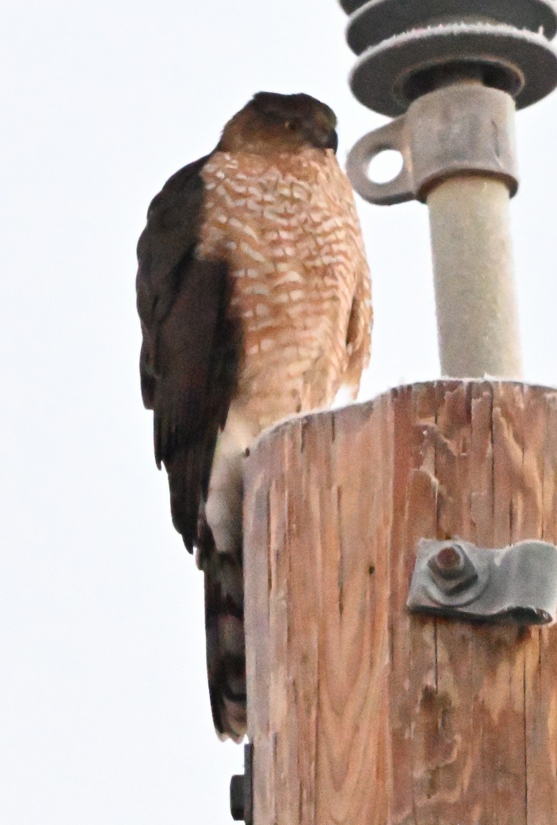 Cooper's Hawk - ML646949503