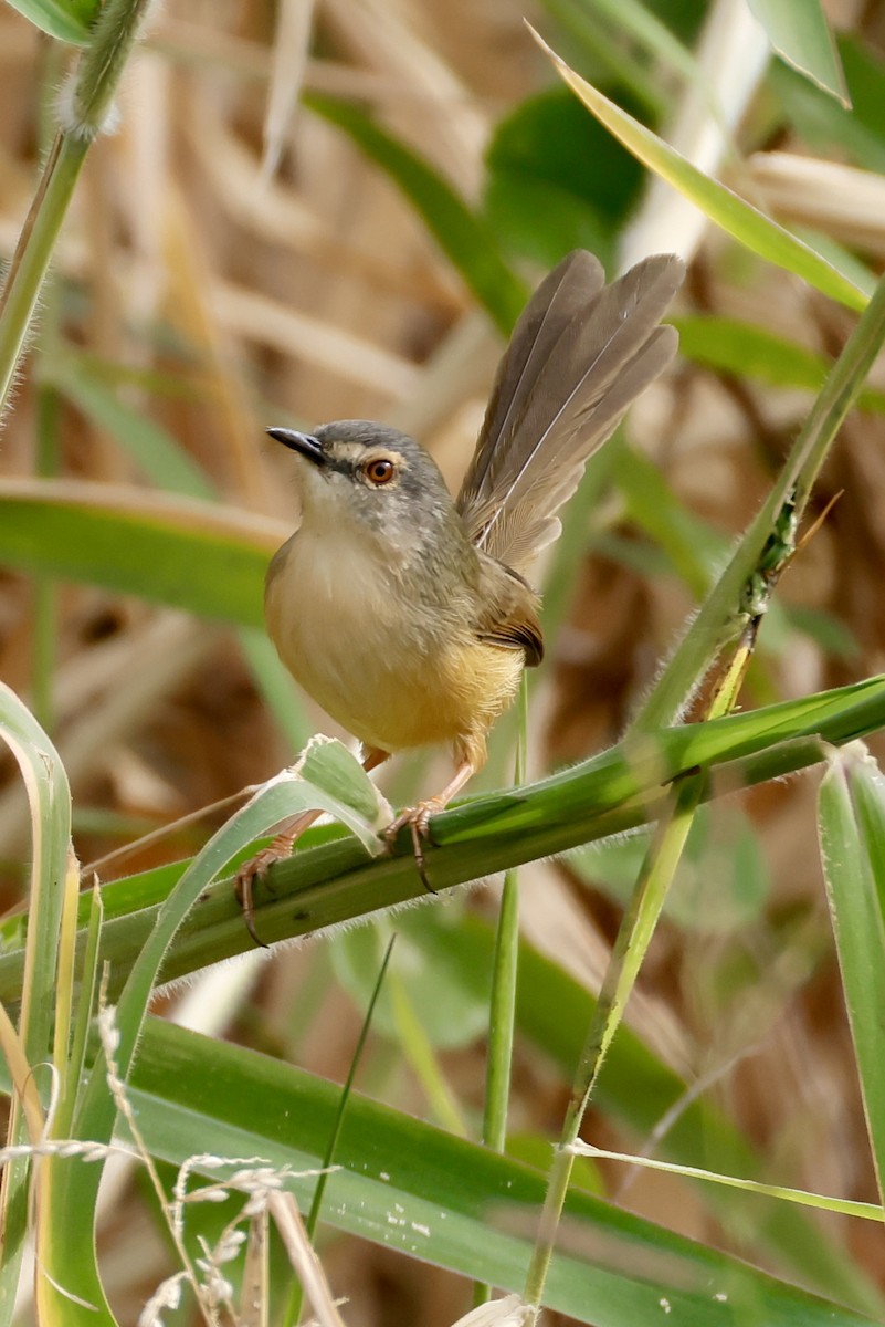Yellow-bellied Prinia - ML646949504