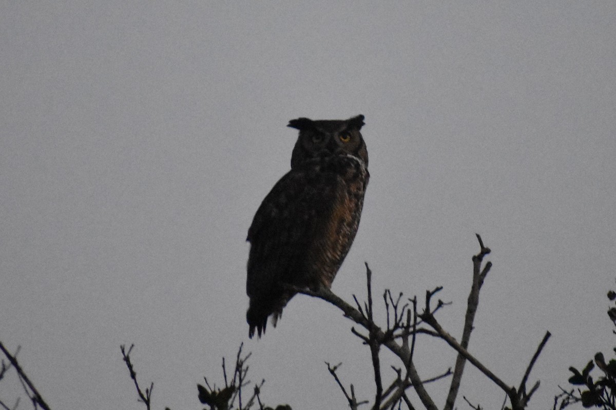 Hontz virginiarra - ML646949505