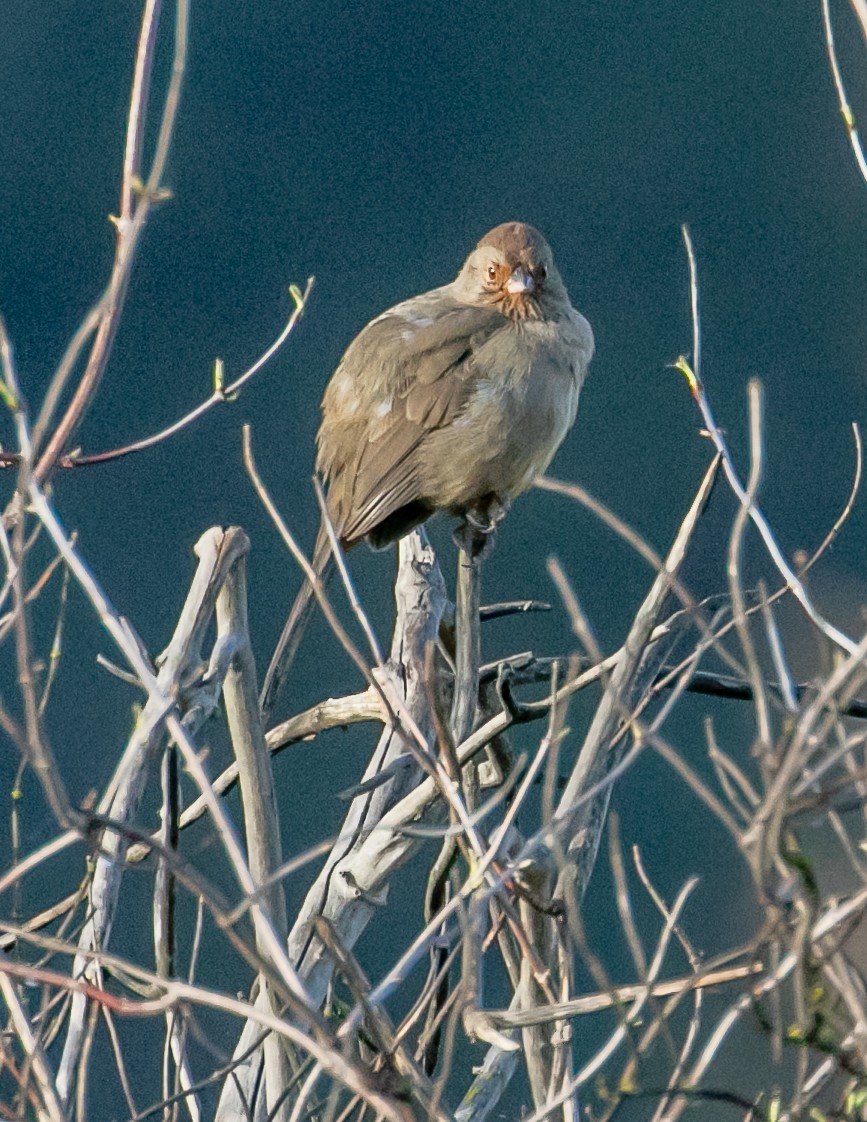 カリフォルニアムジトウヒチョウ - ML646949506