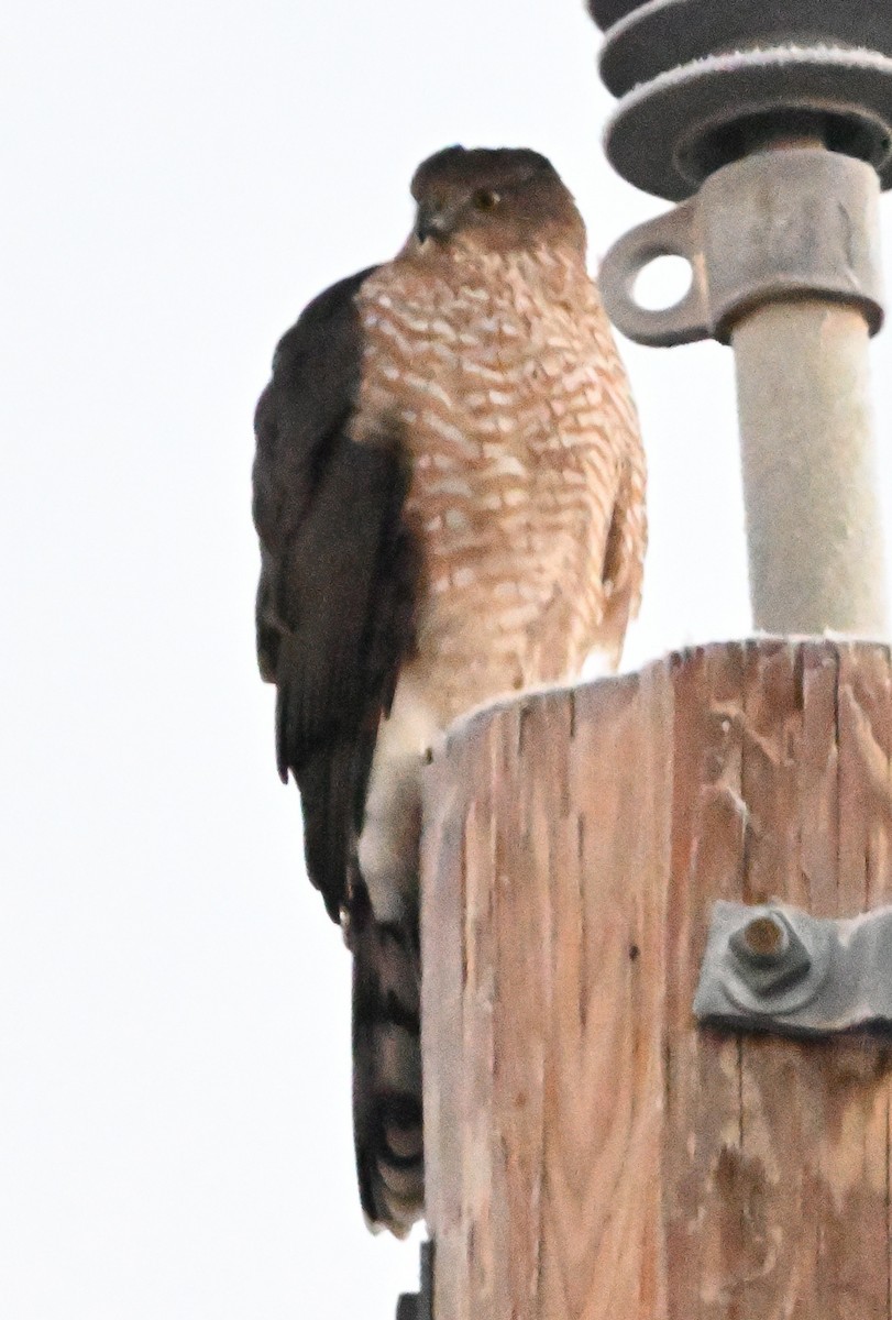Cooper's Hawk - ML646949508