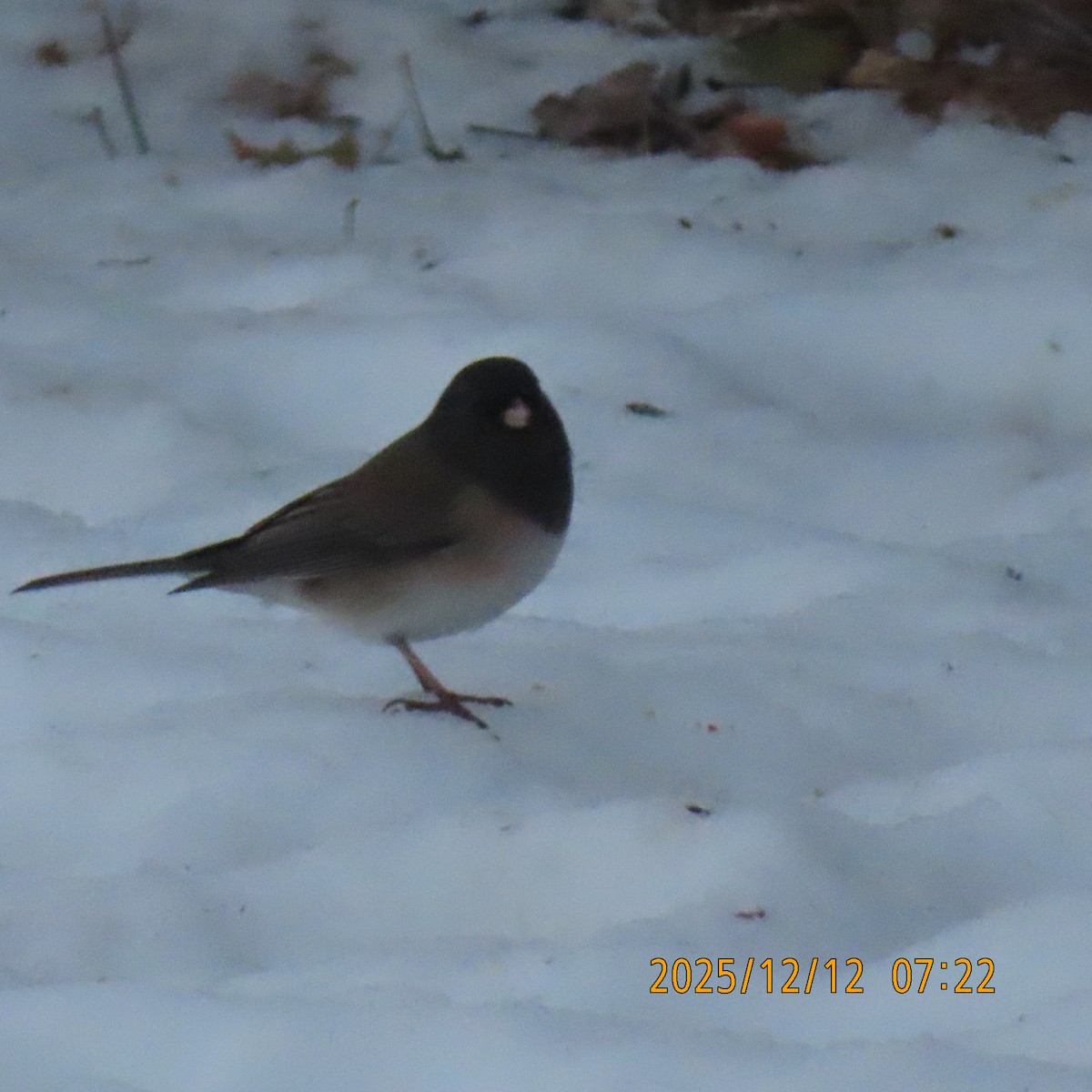 Dark-eyed Junco (Oregon) - ML646949509