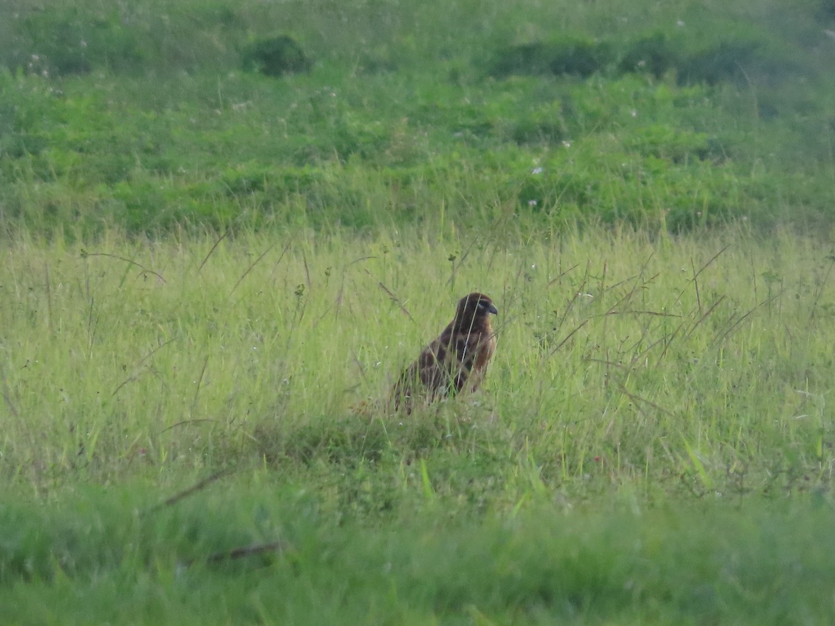 Mirotz zuri iparramerikarra - ML646949510