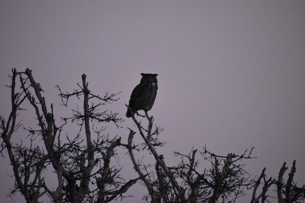 Hontz virginiarra - ML646949511