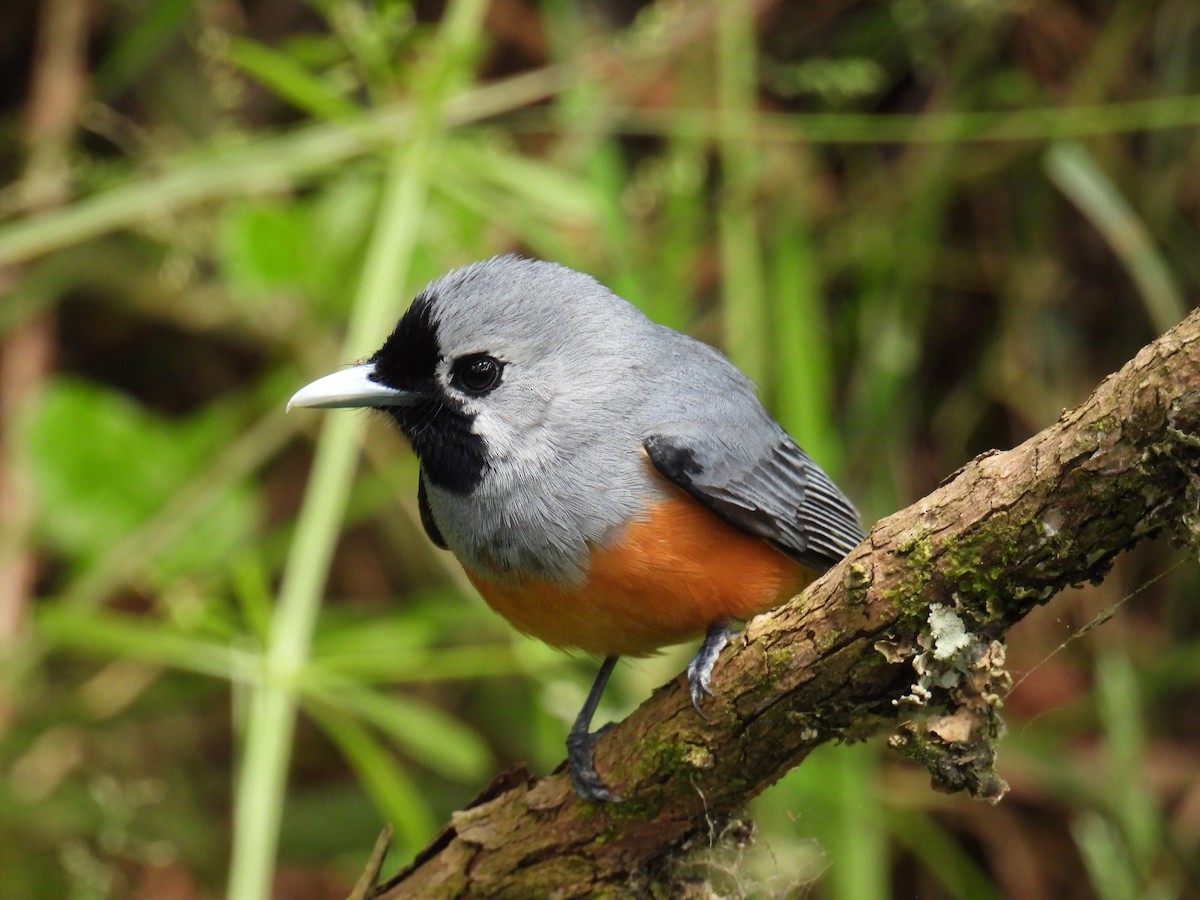 カオグロカササギビタキ - ML646949512