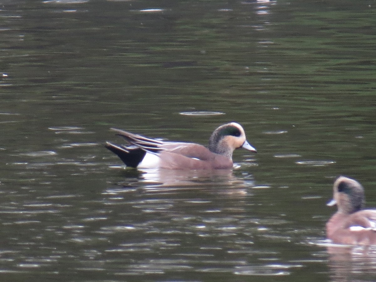 Ahate txistulari amerikarra - ML646949516