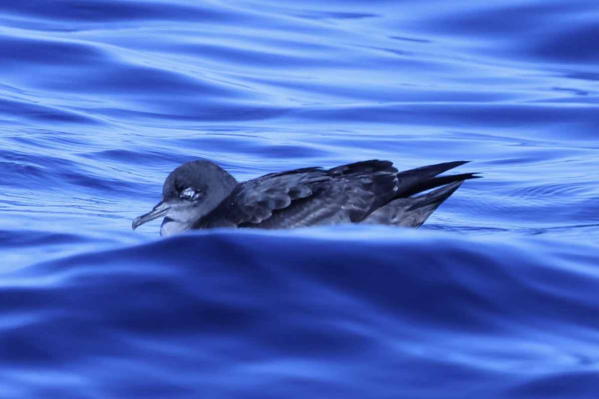 Gabai iluna - ML646949517