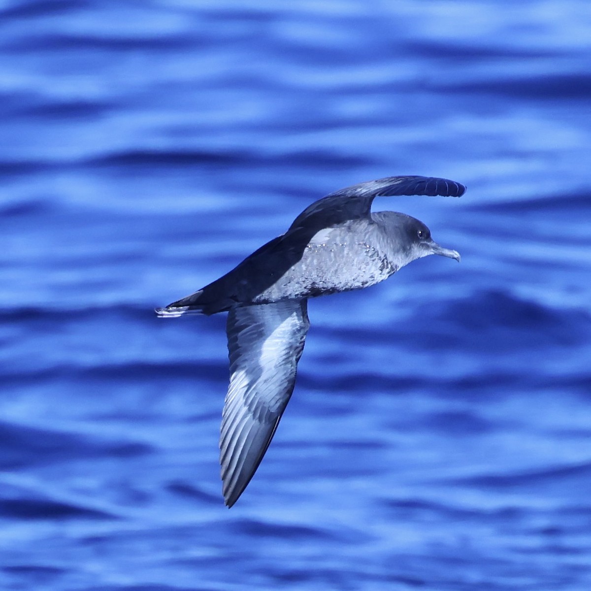 Gabai iluna - ML646949518