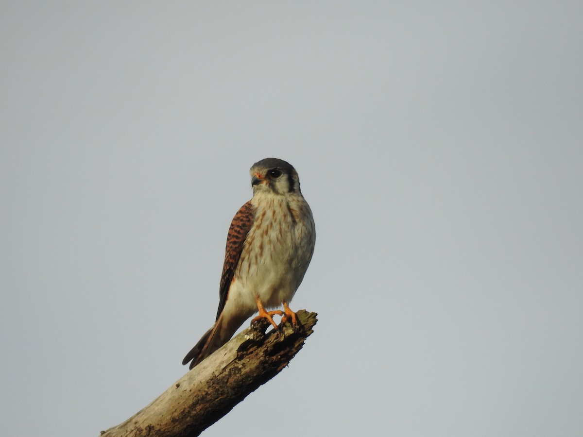 American Kestrel - ML646949521