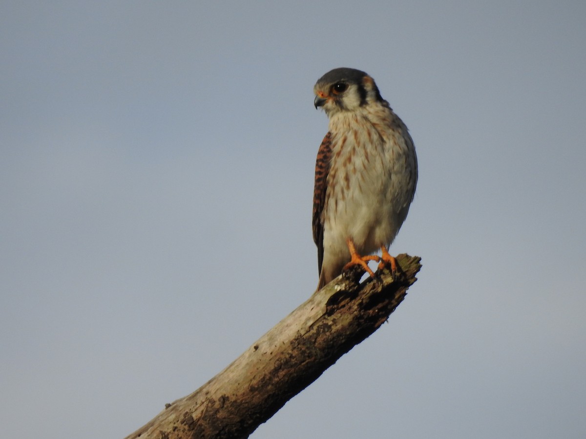 American Kestrel - ML646949523