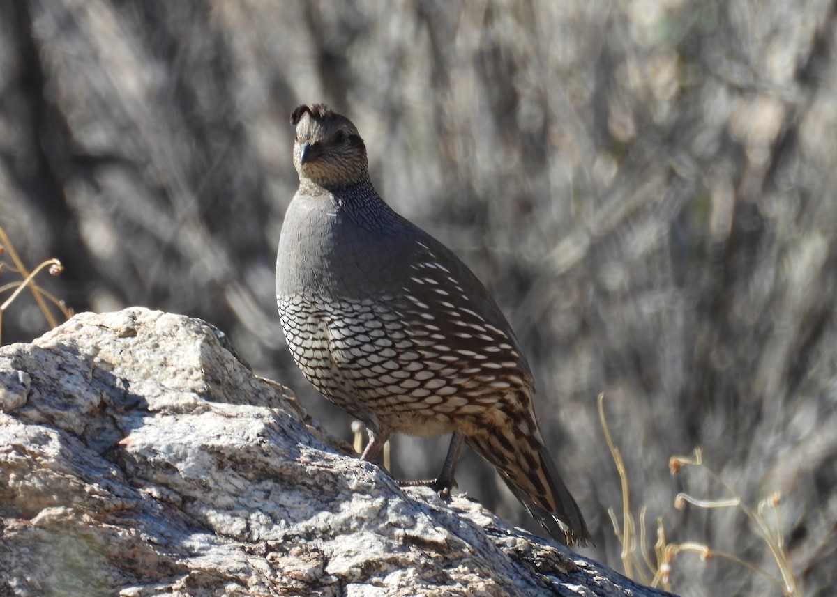 Galeper kaliforniarra - ML646949524