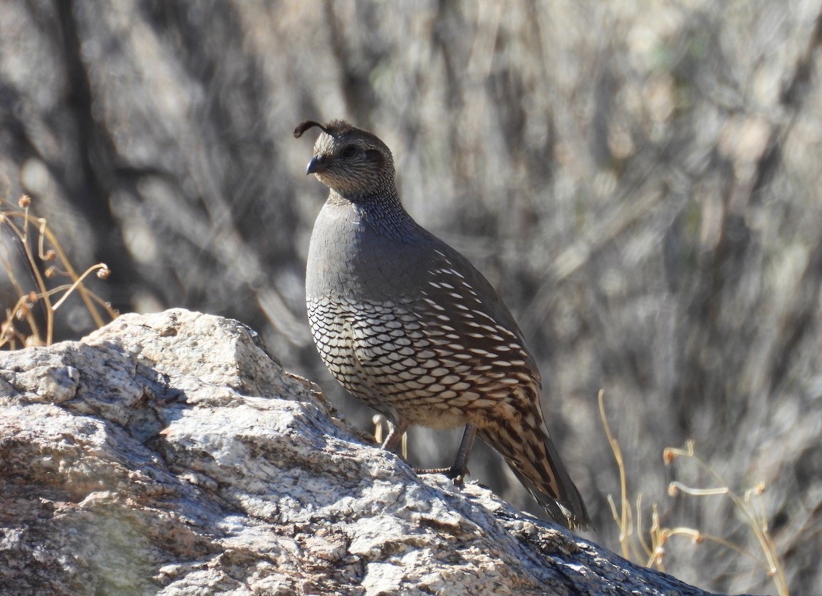 Galeper kaliforniarra - ML646949525