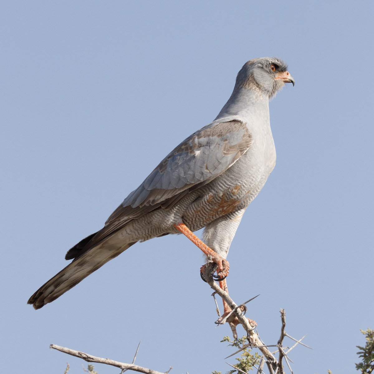 Pale Chanting-Goshawk - ML646949526