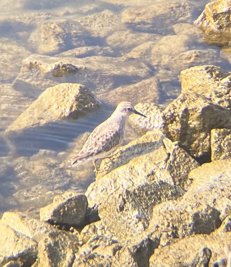 Txirri nanoa - ML646949527