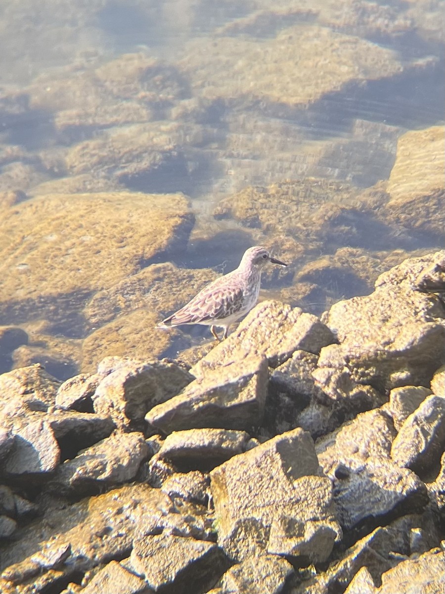 Txirri nanoa - ML646949528