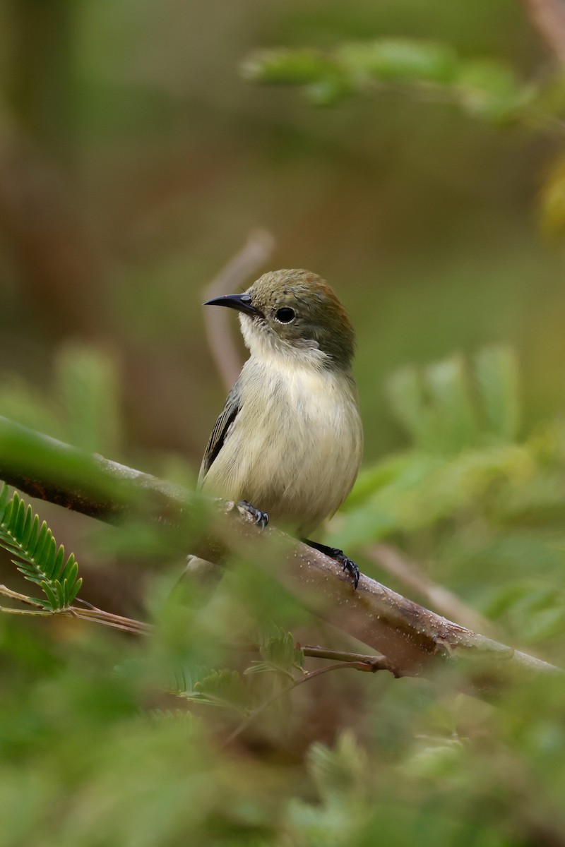 Scarlet-backed Flowerpecker - ML646949529