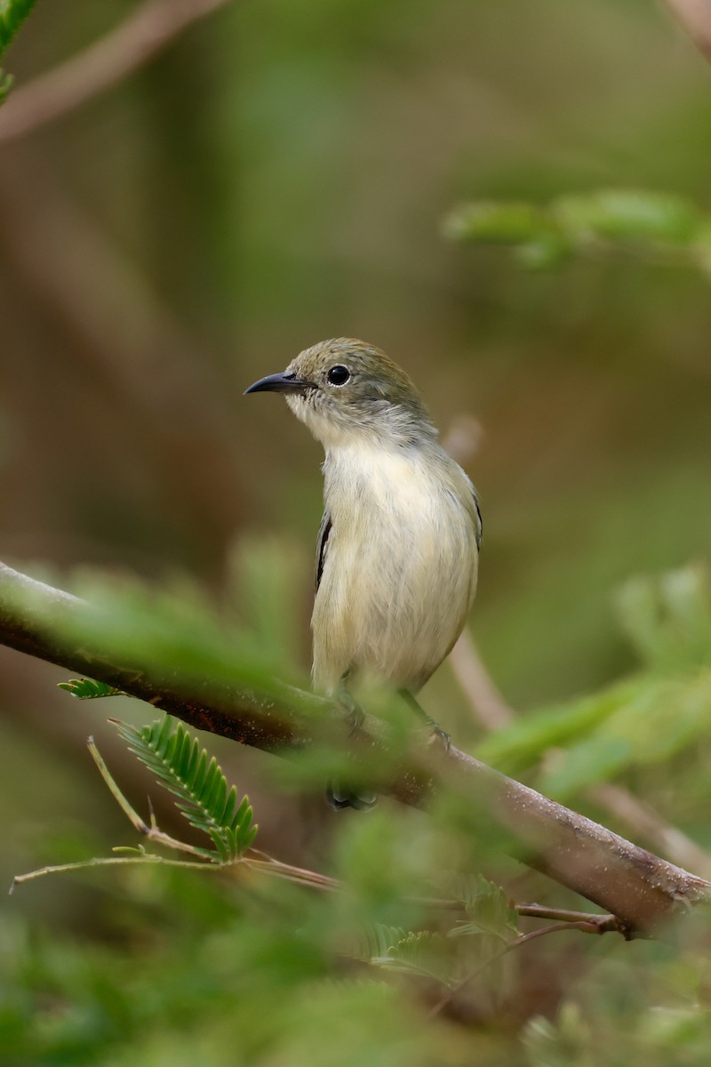 Scarlet-backed Flowerpecker - ML646949530