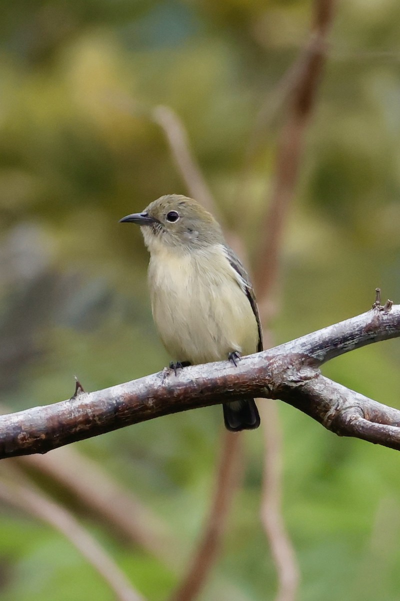 Scarlet-backed Flowerpecker - ML646949531