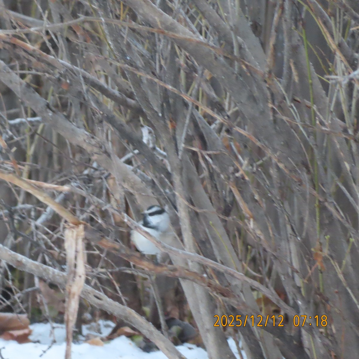Mountain Chickadee - ML646949532