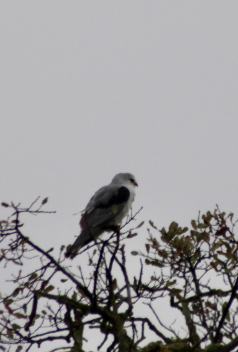 White-tailed Kite - ML646949533