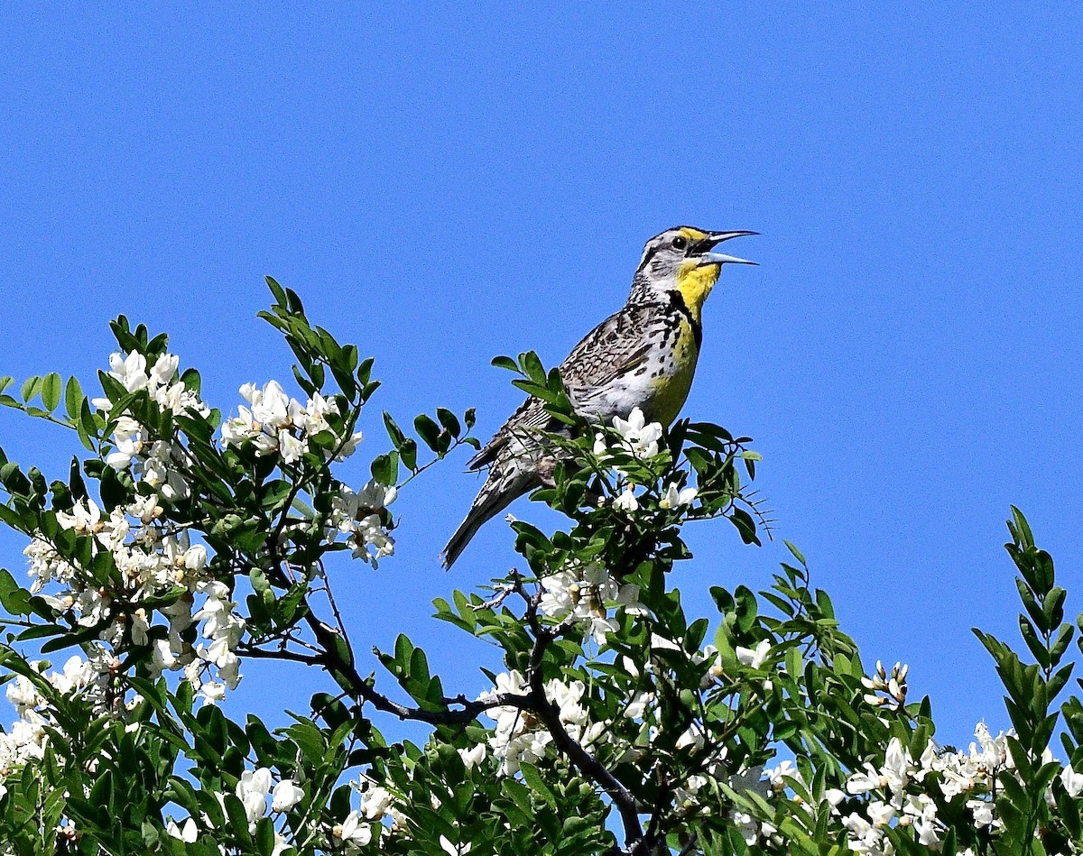 Western Meadowlark - ML646949535