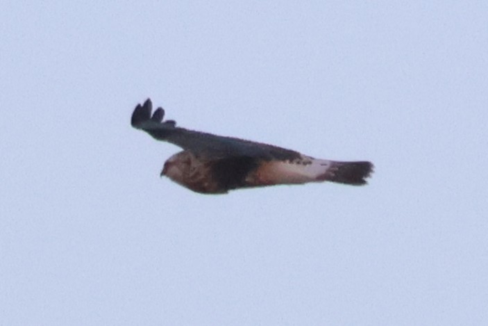 Zapelatz galtzaduna - ML646949537