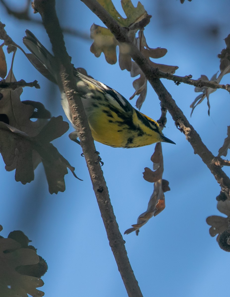 タウンゼンドアメリカムシクイ - ML646949538