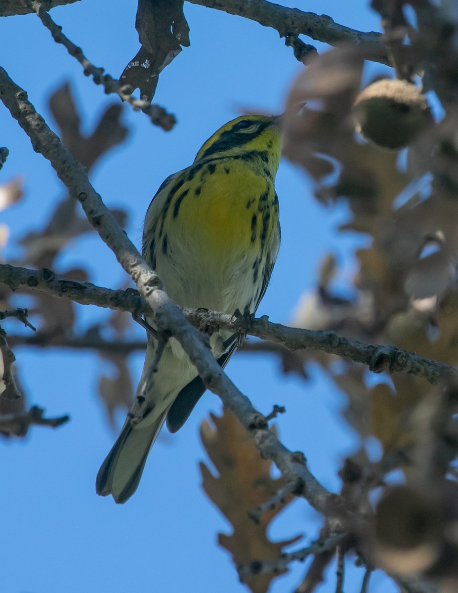 タウンゼンドアメリカムシクイ - ML646949539