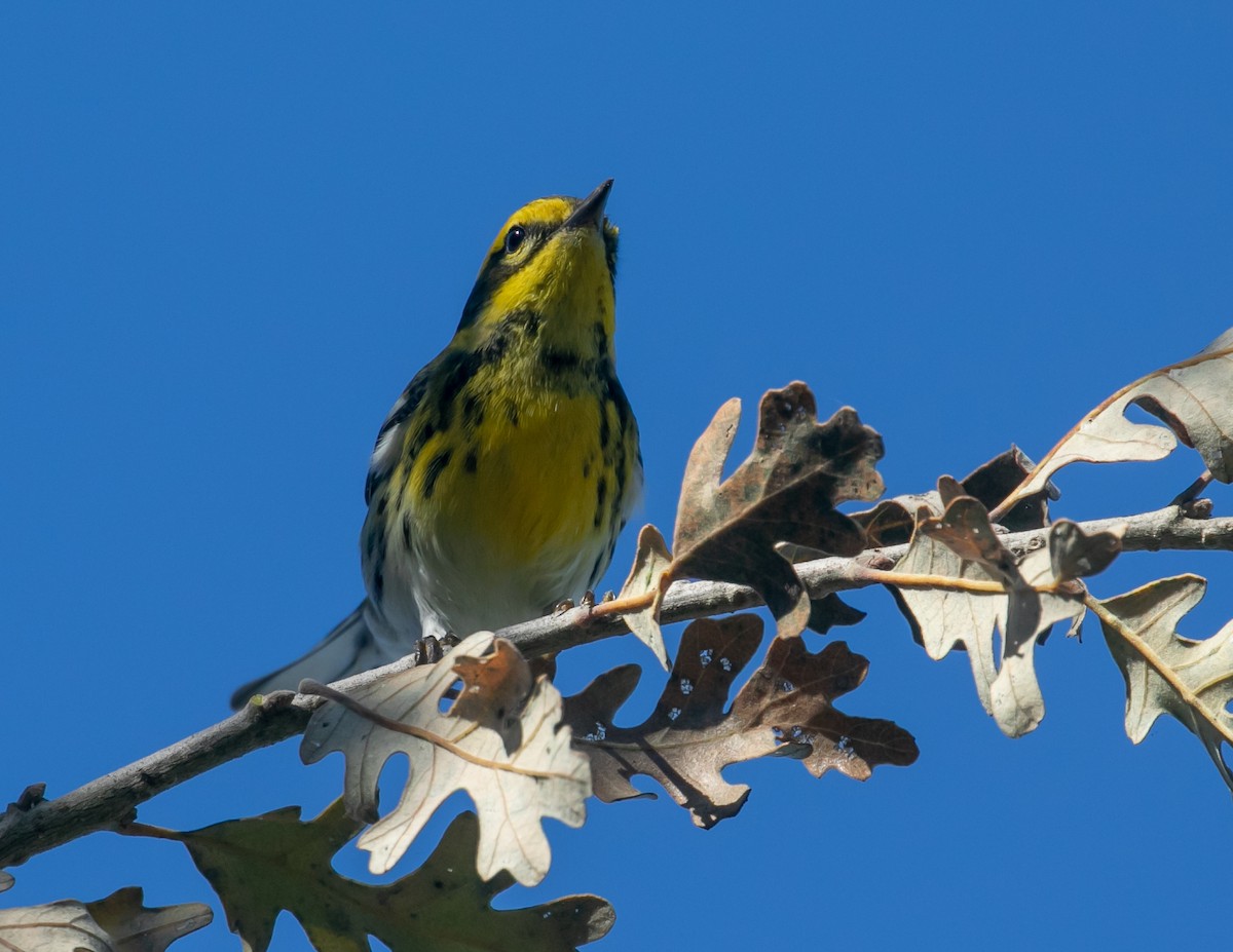 タウンゼンドアメリカムシクイ - ML646949540