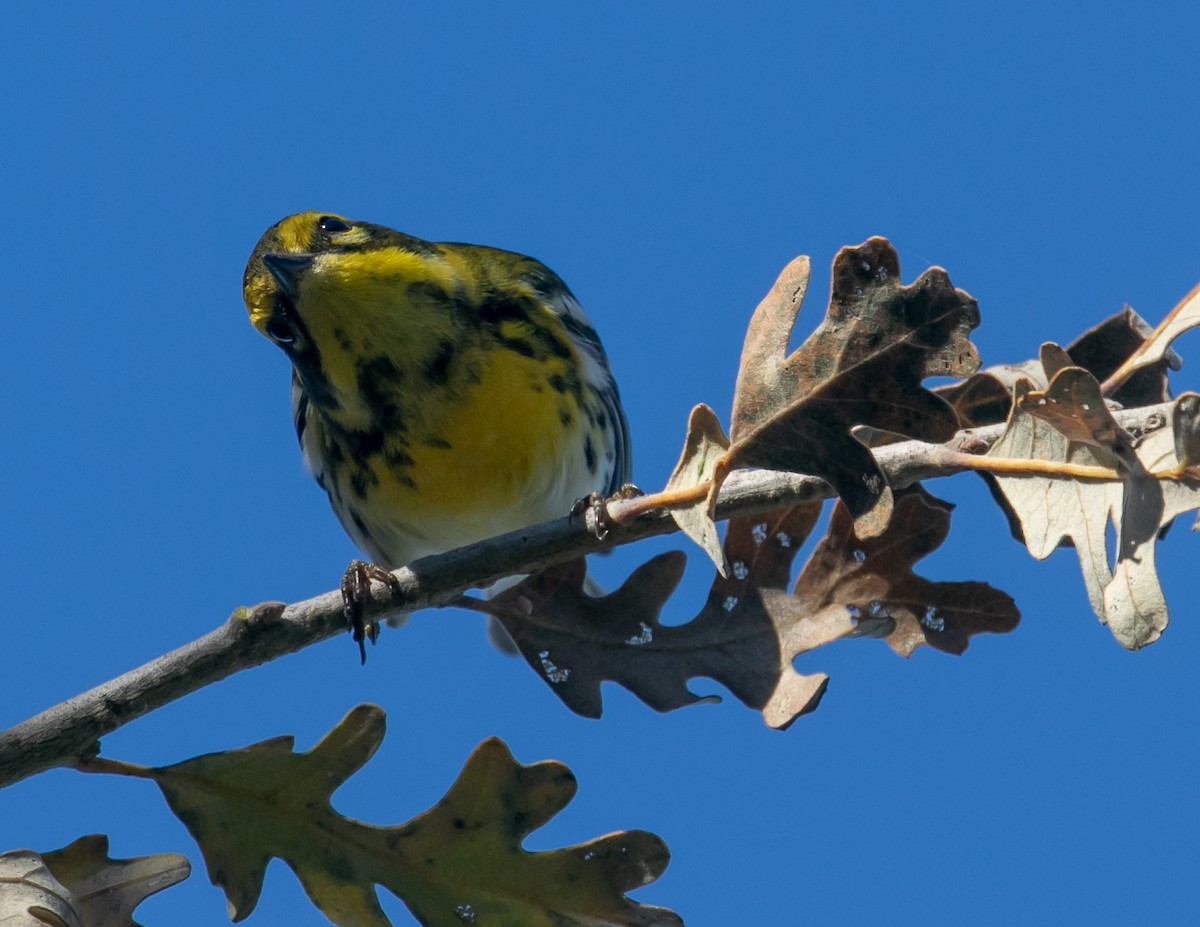 タウンゼンドアメリカムシクイ - ML646949541
