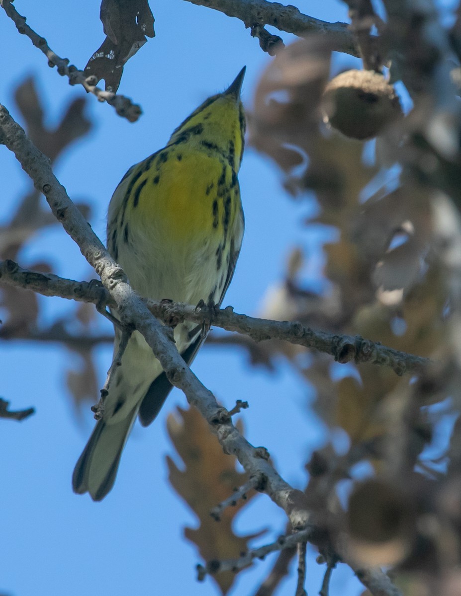 タウンゼンドアメリカムシクイ - ML646949542