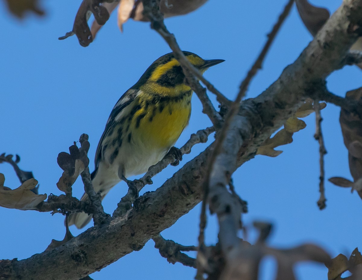 タウンゼンドアメリカムシクイ - ML646949543