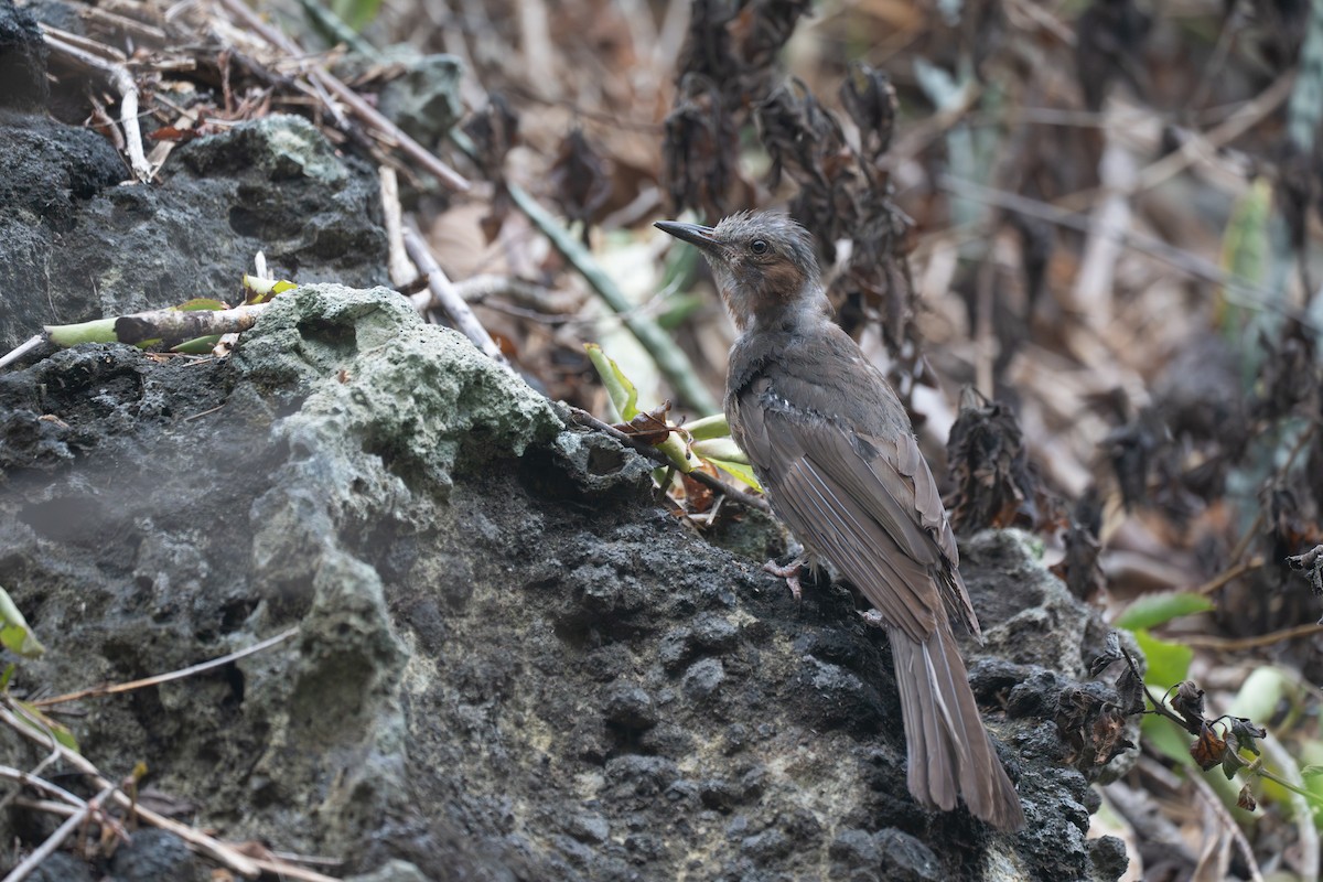 棕耳鵯 - ML646949545