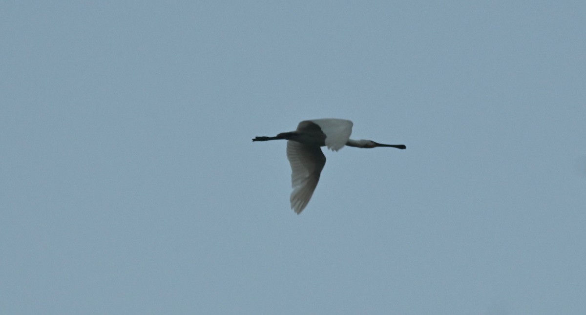 Eurasian Spoonbill - ML646949547