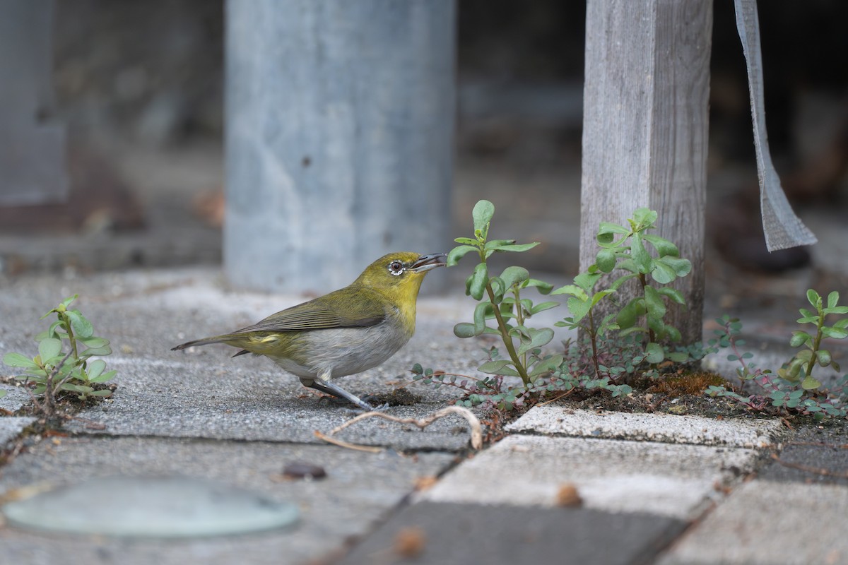 日菲繡眼 - ML646949551