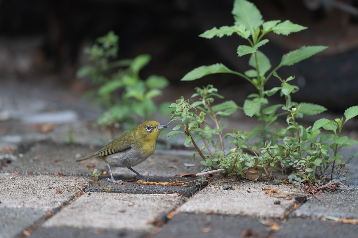 日菲繡眼 - ML646949552