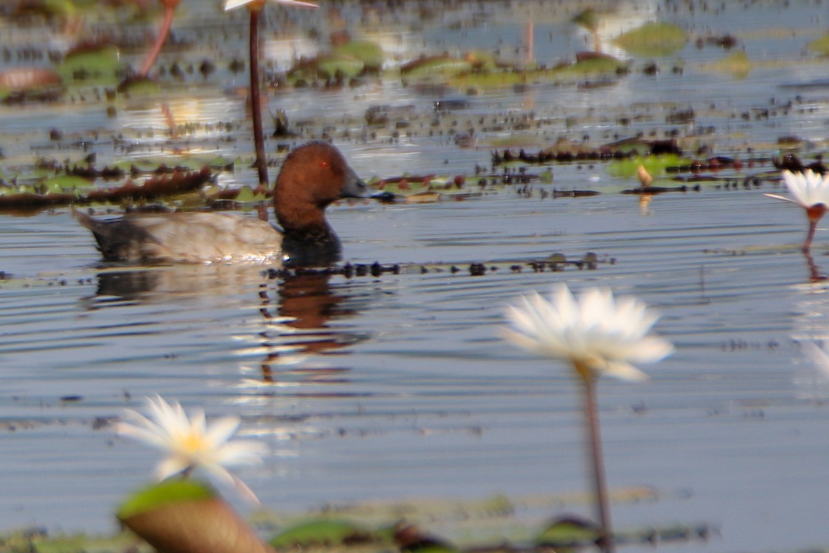 Common Pochard - ML646949553