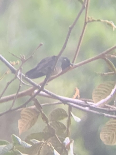 Amethyst-throated Sunangel - ML646949554