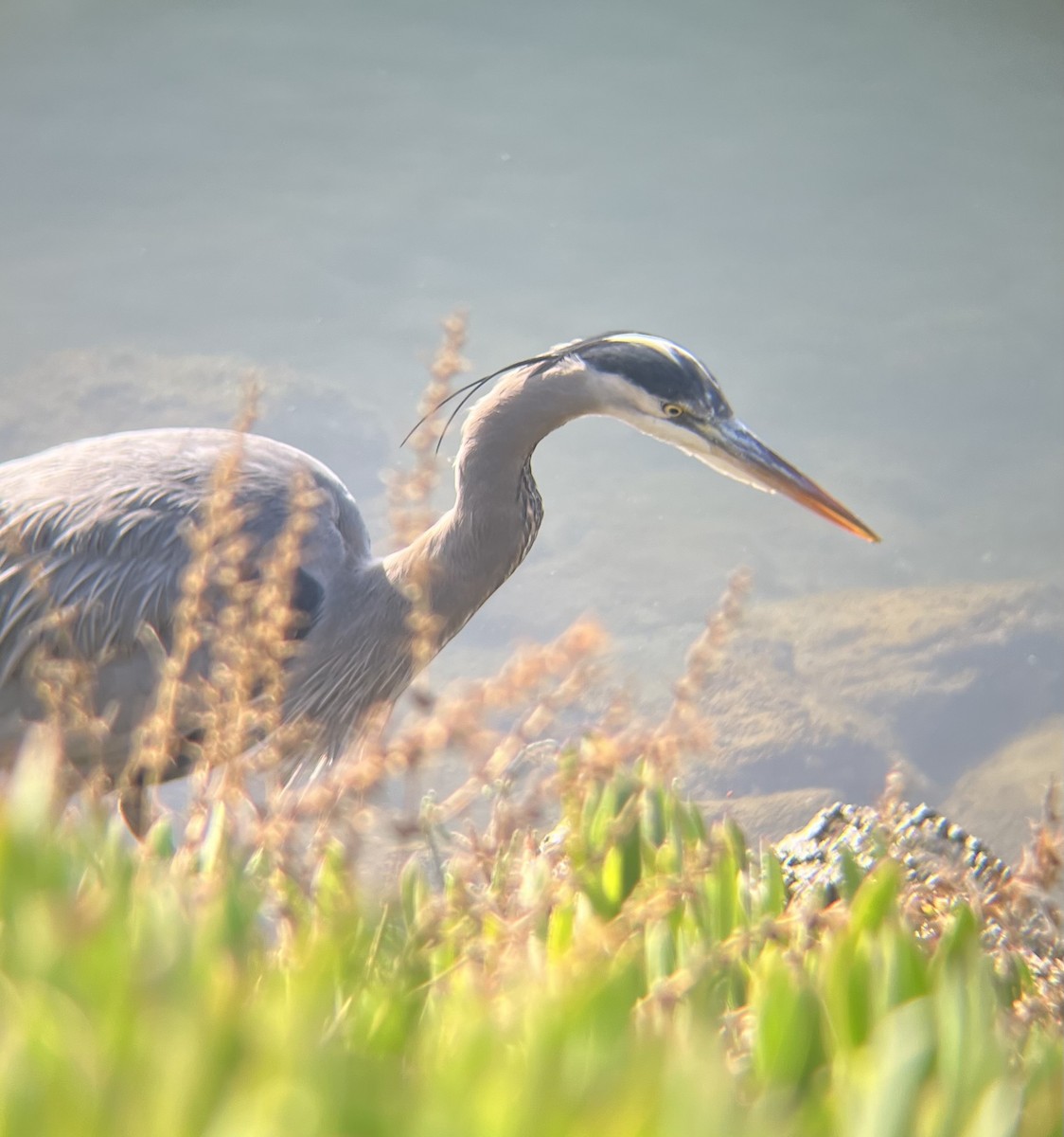 Great Blue Heron - ML646949556