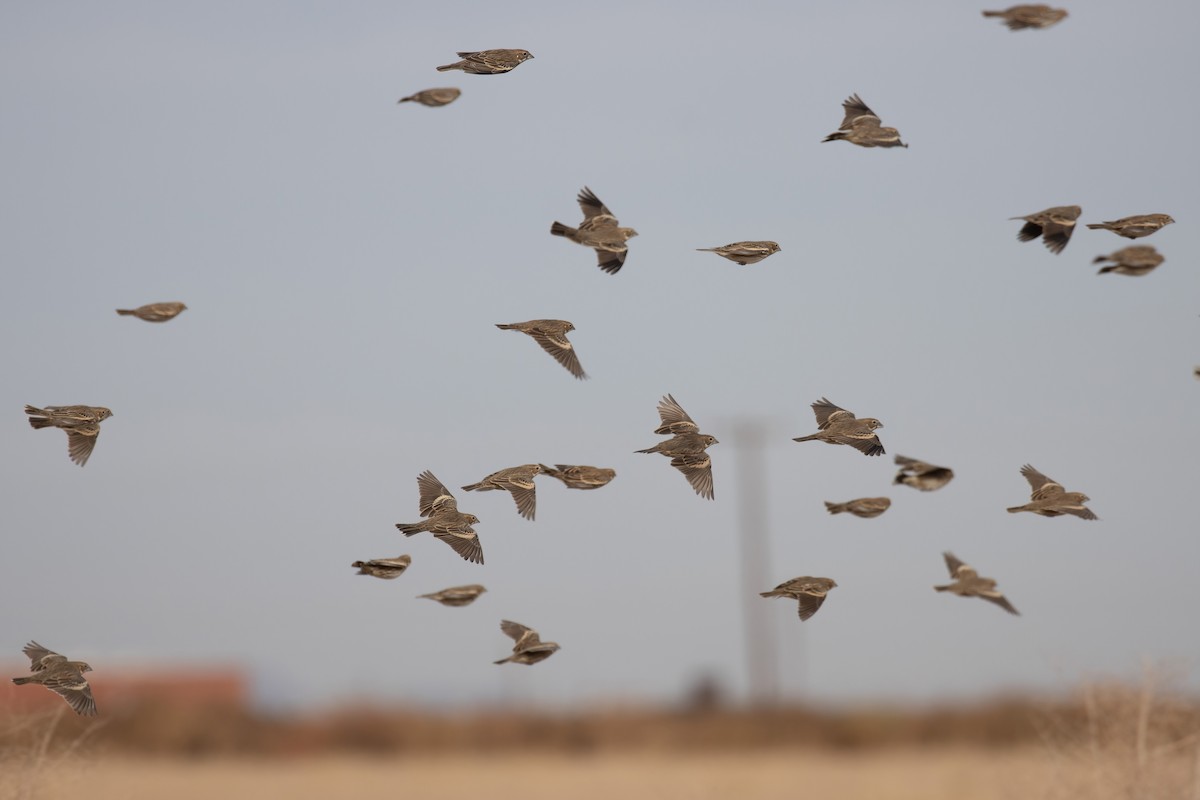 Lark Bunting - ML646949559