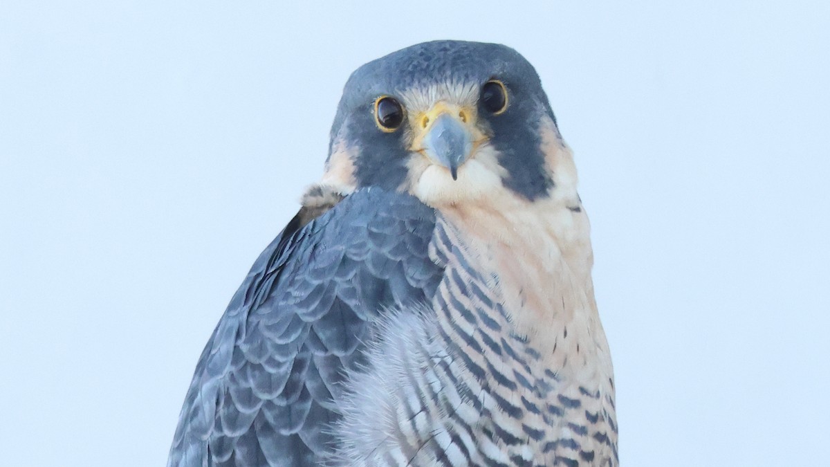 Peregrine Falcon - ML646949560