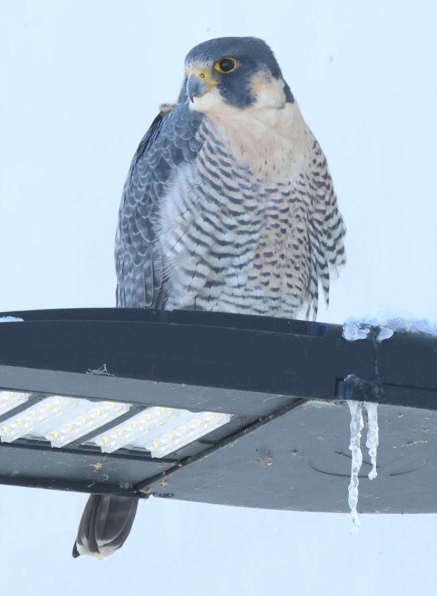 Peregrine Falcon - ML646949561