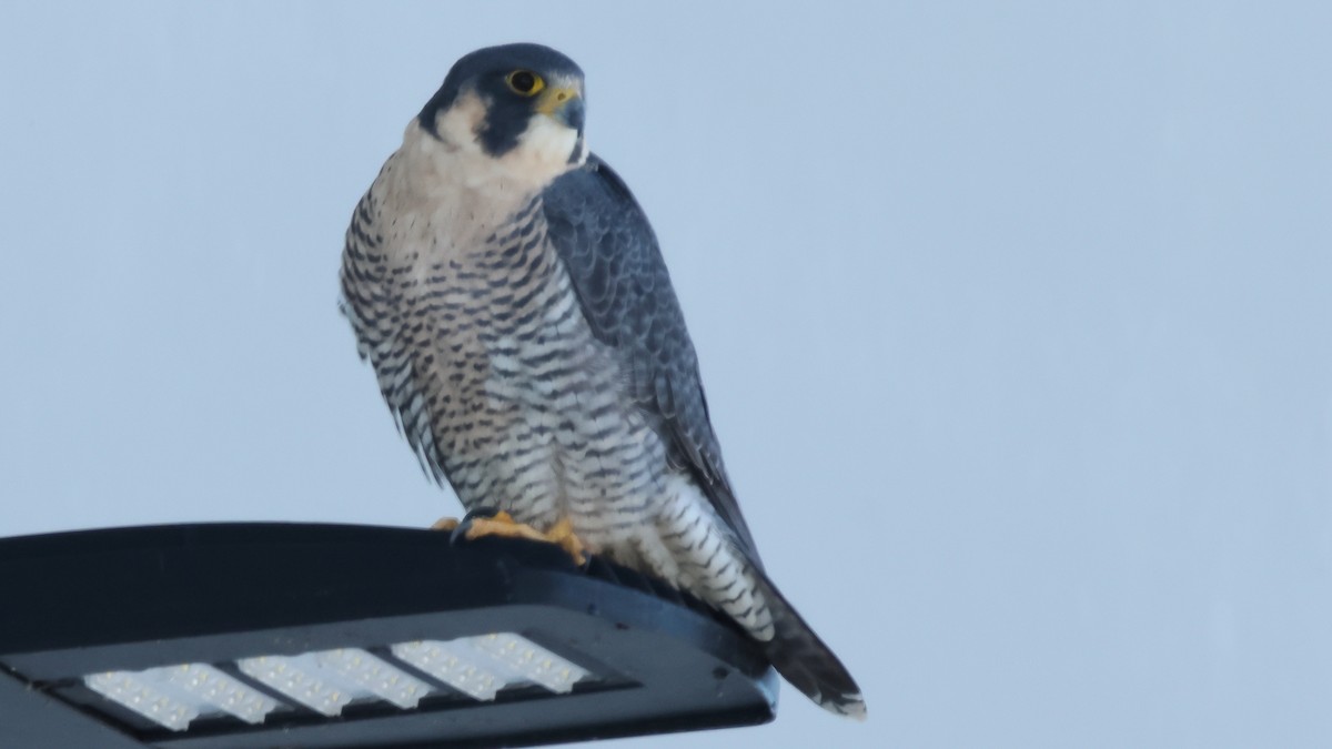 Peregrine Falcon - ML646949562