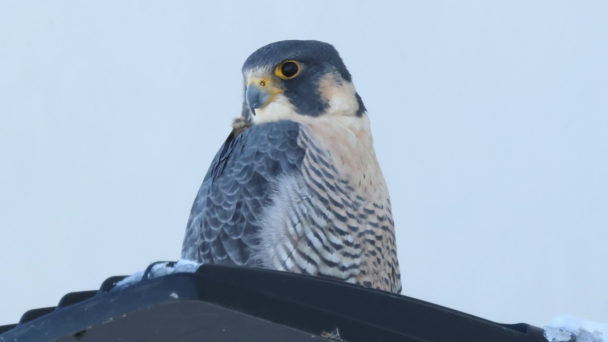 Peregrine Falcon - ML646949563