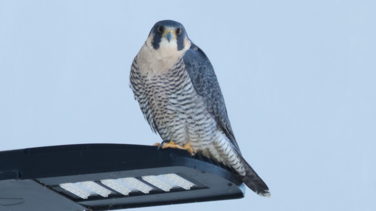Peregrine Falcon - ML646949564