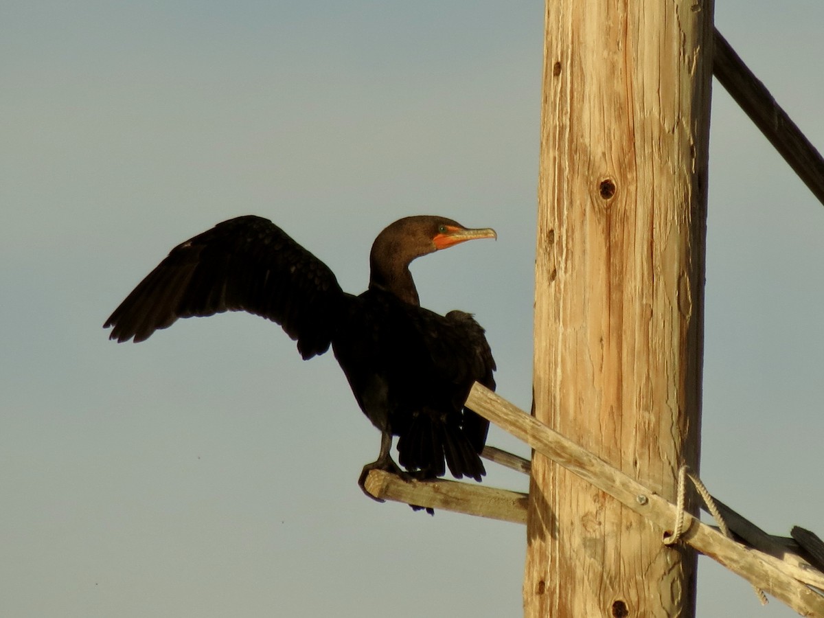 Double-crested Cormorant - ML646949566