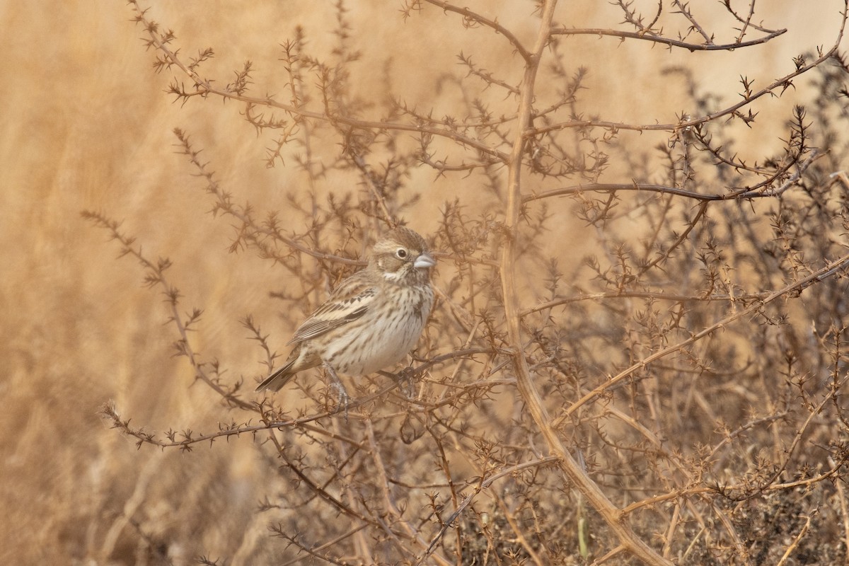 Lark Bunting - ML646949595