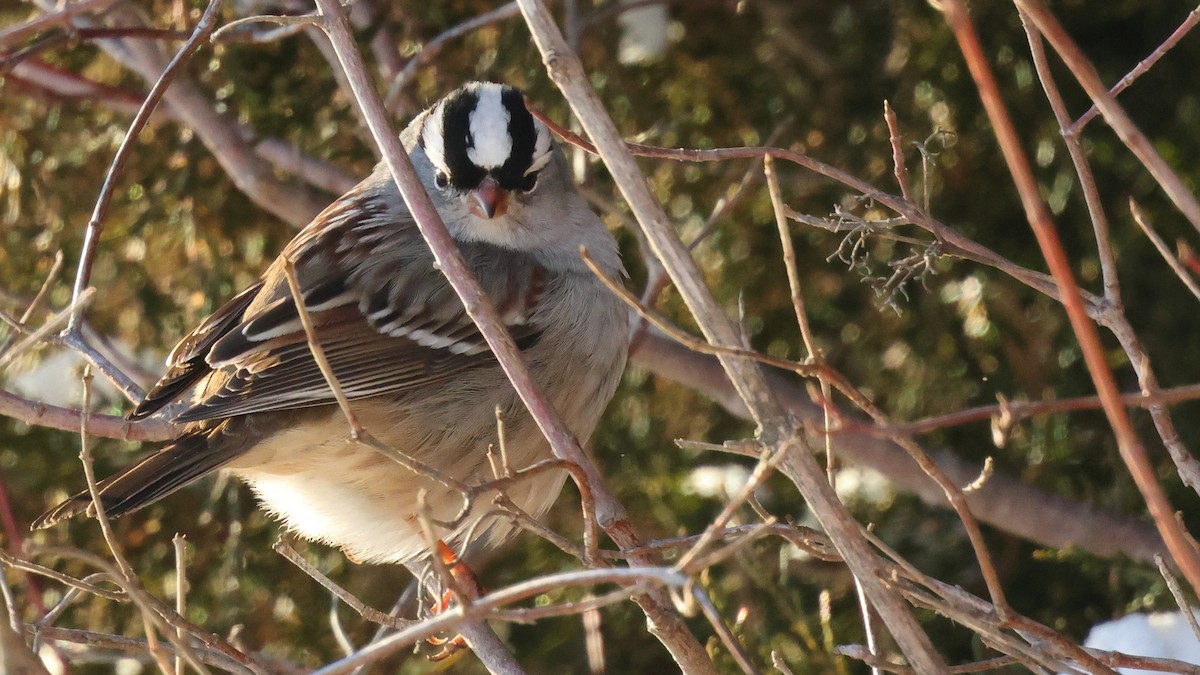 White-crowned Sparrow - ML646949596